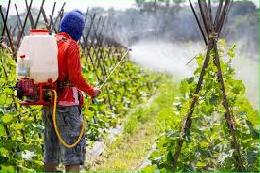 Контроль за пестицидами могут передать Россельхознадзору